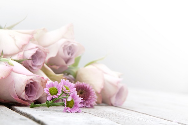 Light pink roses on paper